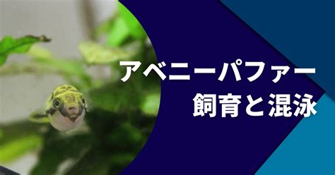 バジスバジスの飼育と混泳の注意点｜餌を食べない対処法など アクアリウムtips「スネール駆除対策事典」