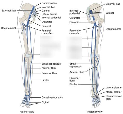 Veins Of Lower Limb Diagram Quizlet