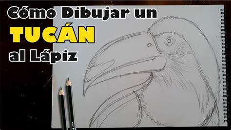 Como Dibujar Un Tucan Al Lapiz YouTube