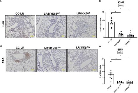 Frontiers Toll Like Receptors And Modulate Promoting Effect