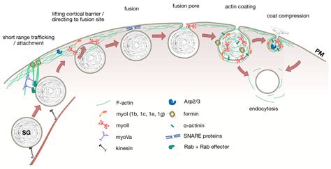 Cells Free Full Text Actin And Myosin In Non Neuronal Exocytosis