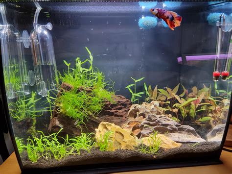 I've started my aquascaping journey! : r/PlantedTank