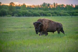 Rocky Mountain House National Historic Site of Canada | Visit Central Alberta