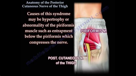 Posterior Cutaneous Nerve Of The Thigh Everything You Need To Know Dr Nabil Ebraheim Youtube