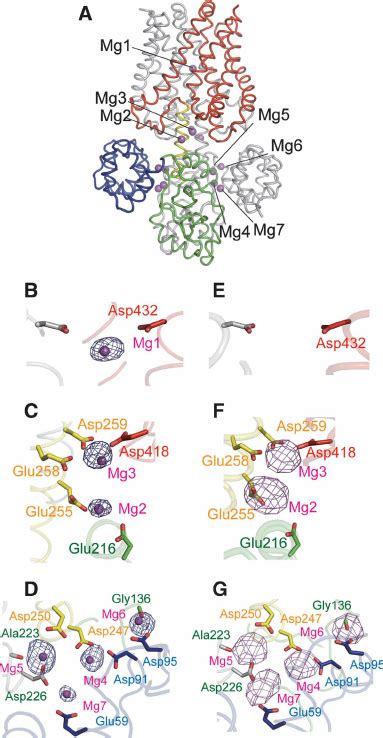 Divalent Cation Binding Sites A Side View Of The Overall Structure