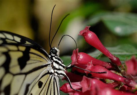 Butterfly Rainforest Moment, How do they taste? – Exhibits