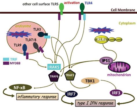 Figure 2 From Dendritic Cell Subsets Maturation And Function Dendritic