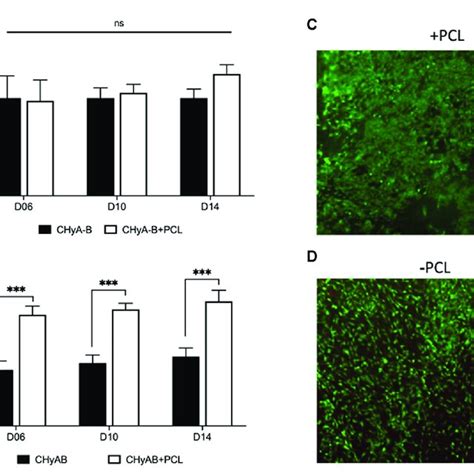 Assessment Of Cell Viability Of Reinforced Composite Chya B Scaffolds