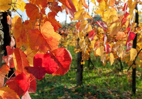 Autunno In Val DOrcia I Luoghi Dove Ammirare Il Foliage Chiarentana