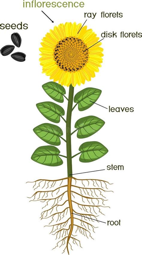 Parties D Usine De Tournesol Morphologie D Usine Fleurissante Avec Le