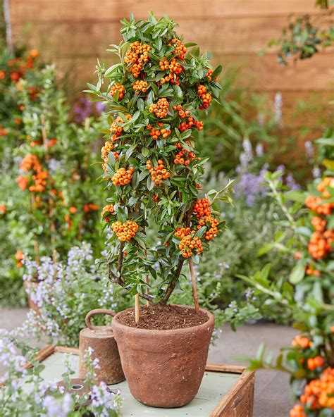 Mittelmeer Feuerdorn Pyracantha Bild Kaufen