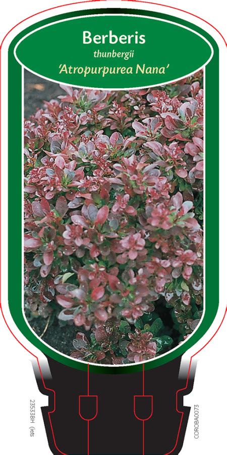 Berberis Thunb Atropurpurea Nana Boomkwekerij Coonen