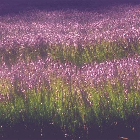 flower field tumblr gif