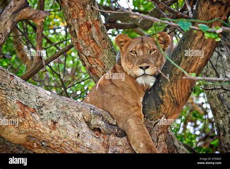 Tree Climbing Lion Panthera Leo Ishasha Sector Queen Elizabeth