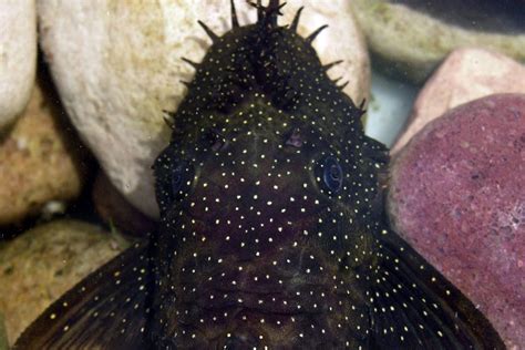 Six new strange-looking catfish species discovered in South America ...