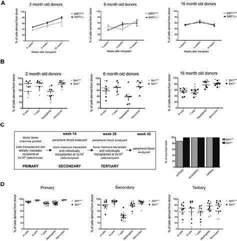 SIRT1 BM Cells Confer Stable Reconstitution In Competitive And