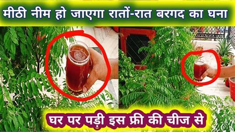 घर पर पड़ी यह फ्री की चीज मीठी नीम को बना देगी बरगद सा घना । How To Care Curry Plant Youtube