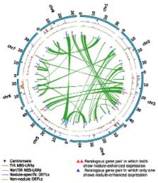 The Medicago Genome Provides Insight Into The Evolution Of Rhizobial