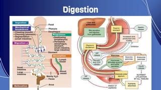 Acid peptic disease.pptx