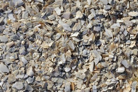 How To Use Crushed Shell In Your Landscaping Southern Landscaping Materials