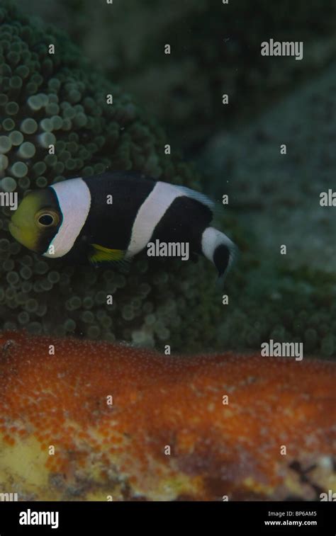 Poisson clown de Clark Amphiprion clarkii tendant des œufs sur reef