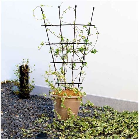 Treillis De Jardin Pour Plantes Grimpantes Rosier Support Pour Plantes