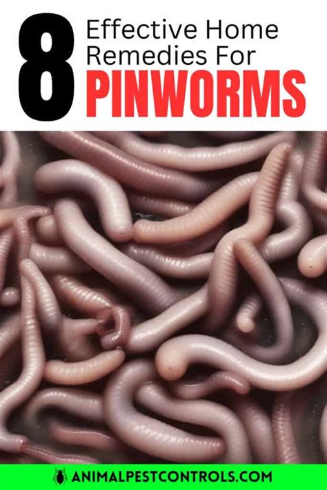 8 Effective Home Remedies For Pinworms