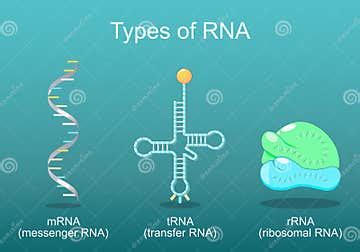 Types of RNA stock vector. Illustration of difference - 306922080