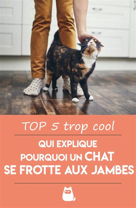 Pourquoi Les Chats Se Frottent Ils Nos Jambes Raisons Principales