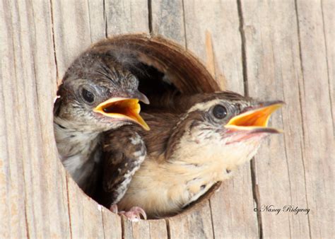 Bewick Wren Babies, Photograph by Nancy Ridgway. I've had several nests