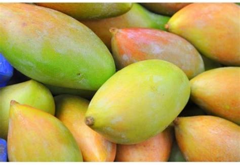 Season Begins Here Are The Top 10 Mango Varieties In India