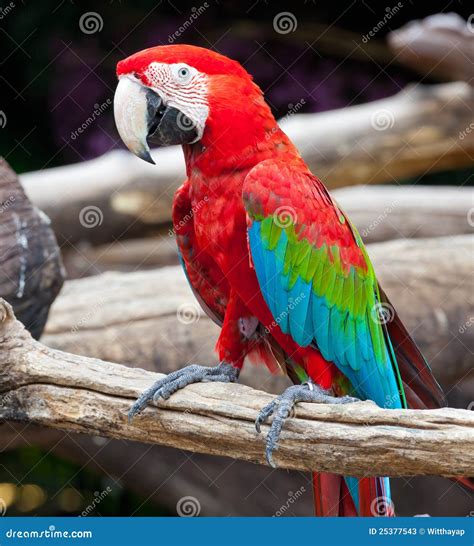 Colorful Macaw Parrot Sitting On The Branch Ara Chloroptera On Nature