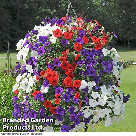 Petunia Royal Jubilee Pre Planted Hanging Basket Suttons