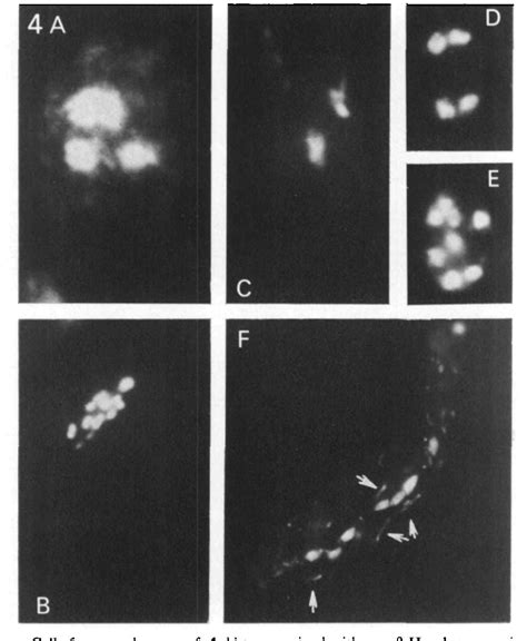 Figure 2 From Fluorescent Staining Of Fungal Nuclei With A Benzimidazol