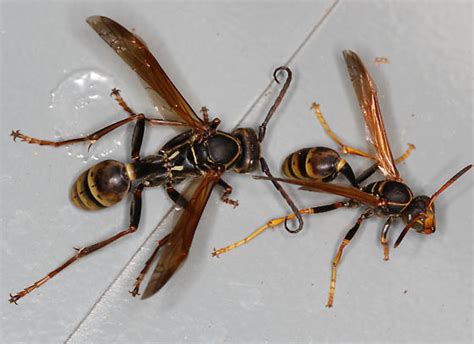 Paper Wasps Mischocyttarus Flavitarsis BugGuide Net