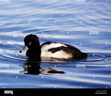 A male Tufted Duck (Aythya fuligula) on water Stock Photo - Alamy