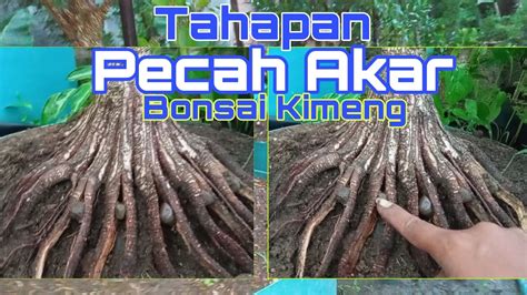 Tahapan Pecah Akar Bonsai Kimeng YouTube