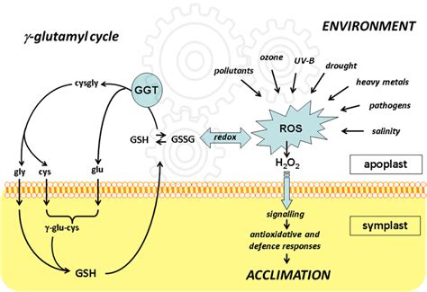 Frontiers Gamma Glutamyl Cycle In Plants A Bridge Connecting