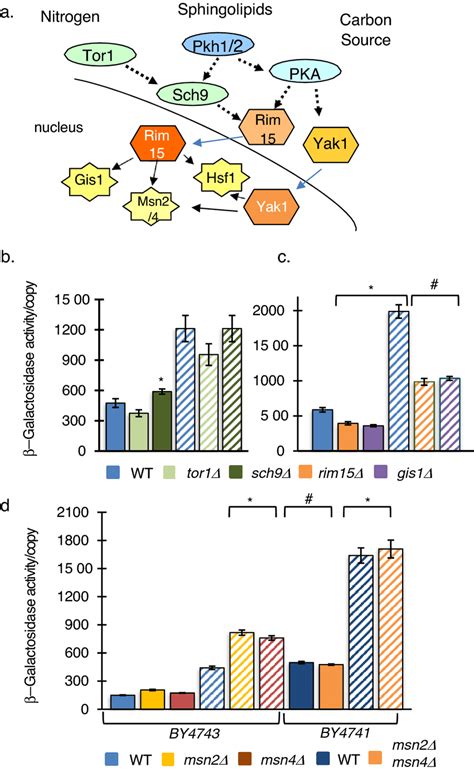 Stress Signaling Pathways Regulate Pol II RDNA Synthesis A During