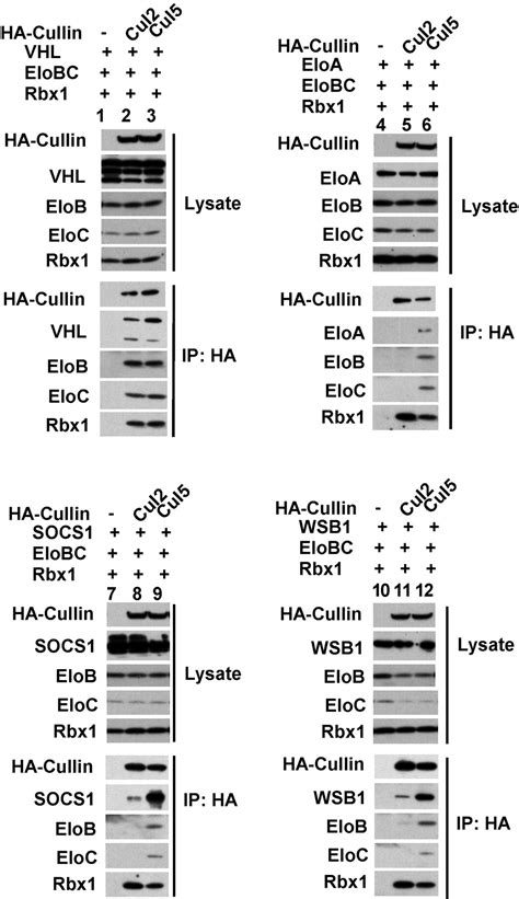 Muf A Novel Elongin Bc Interacting Leucine Rich Repeat Protein That