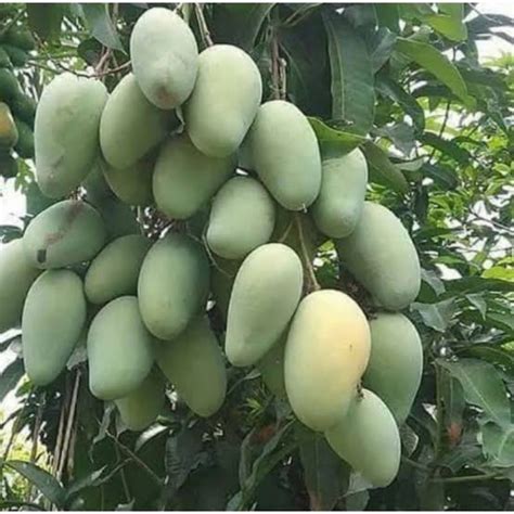 Jual Pohon Mangga Harum Manis Siap Tanam Shopee Indonesia