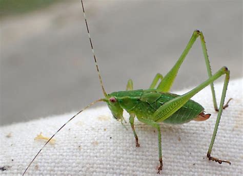 Katydid Nymph Scudderia Furcata BugGuide Net