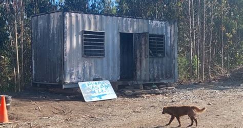 Queman Un Container En Ataque Incendiario En Predio Forestal De Lebu