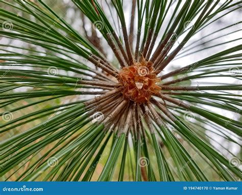 Foto Del Parque Arb Reo Pinus Roxburghii Con Foco Selectivo En El Fondo