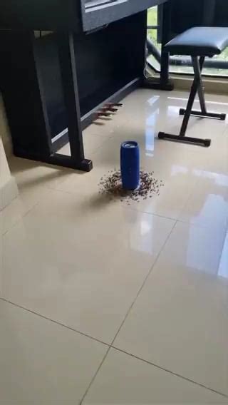 An ant mill forming around a speaker playing Thunderstruck by AC/DC : r/natureisfuckingmetal