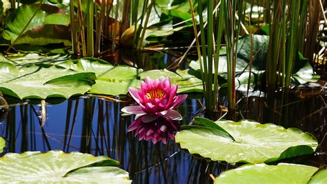 Lily Pond at Western Colorado Botanical Garden