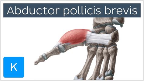 Abductor Pollicis Brevis Muscle Oand I Function And Innervation