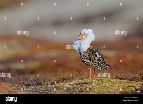 Ruff Philomachus Pugnax Male In Breeding Plumage At Lek Varanger