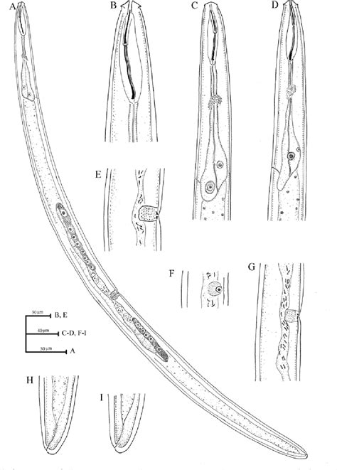 [PDF] SOME SPECIES OF PLANT PARASITIC NEMATODE FROM IRAN | Semantic Scholar