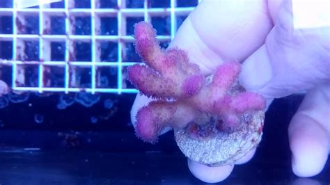 Stylophora Pistillata Pink 2 Coral Gandalf Youtube